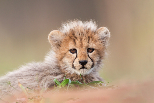 cheetah cub